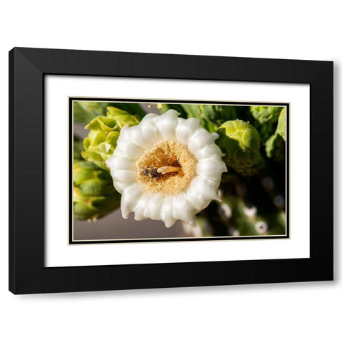 Arizona-Tucson-Saguaro National Park Black Modern Wood Framed Art Print with Double Matting by Hawkins, Peter