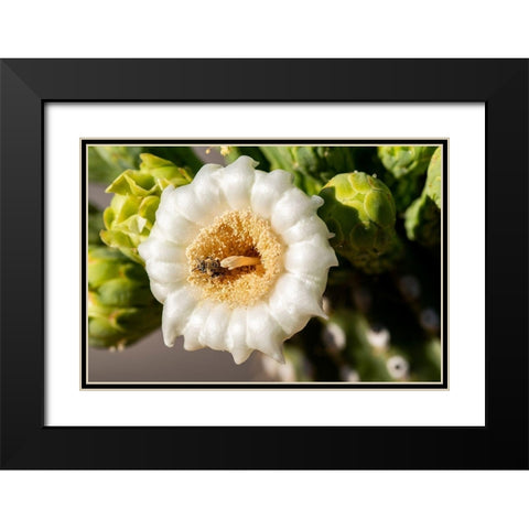 Arizona-Tucson-Saguaro National Park Black Modern Wood Framed Art Print with Double Matting by Hawkins, Peter