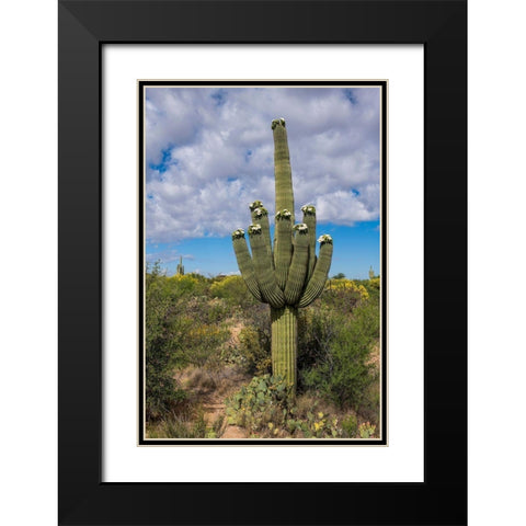 Arizona-Tucson-Saguaro National Park Black Modern Wood Framed Art Print with Double Matting by Hawkins, Peter
