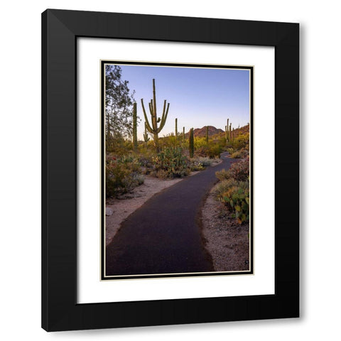 Arizona-Tucson-Saguaro National Park Black Modern Wood Framed Art Print with Double Matting by Hawkins, Peter