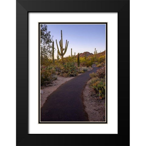 Arizona-Tucson-Saguaro National Park Black Modern Wood Framed Art Print with Double Matting by Hawkins, Peter