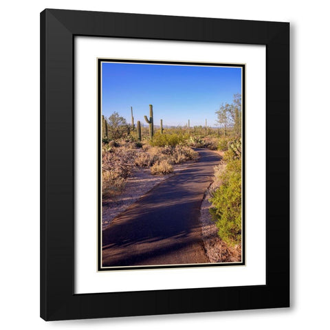 Arizona-Tucson-Saguaro National Park Black Modern Wood Framed Art Print with Double Matting by Hawkins, Peter