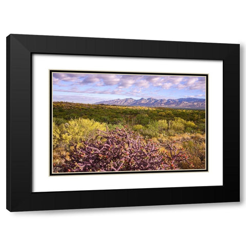Arizona-Tucson-Saguaro National Park Black Modern Wood Framed Art Print with Double Matting by Hawkins, Peter