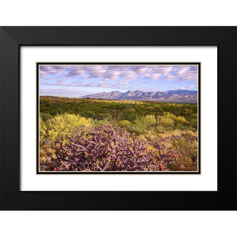 Arizona-Tucson-Saguaro National Park Black Modern Wood Framed Art Print with Double Matting by Hawkins, Peter