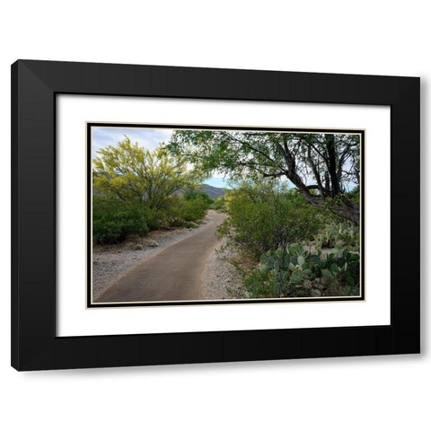 Arizona-Tucson-Saguaro National Park Black Modern Wood Framed Art Print with Double Matting by Hawkins, Peter