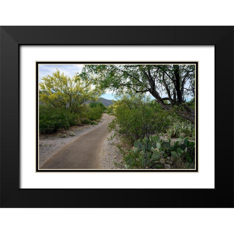 Arizona-Tucson-Saguaro National Park Black Modern Wood Framed Art Print with Double Matting by Hawkins, Peter