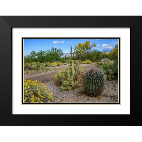 Arizona-Tucson-Saguaro National Park Black Modern Wood Framed Art Print with Double Matting by Hawkins, Peter