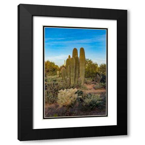 Arizona-Tucson Mountain Park Black Modern Wood Framed Art Print with Double Matting by Hawkins, Peter