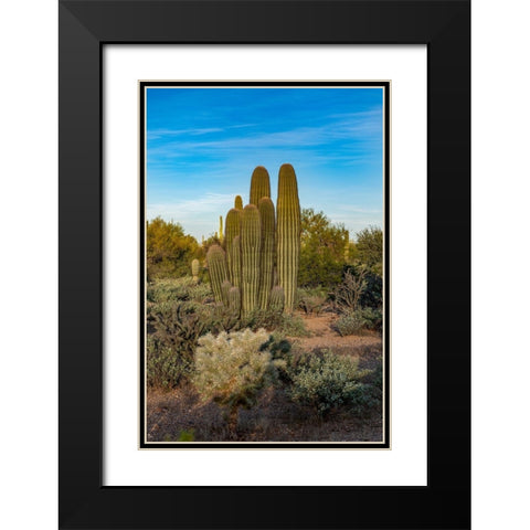 Arizona-Tucson Mountain Park Black Modern Wood Framed Art Print with Double Matting by Hawkins, Peter