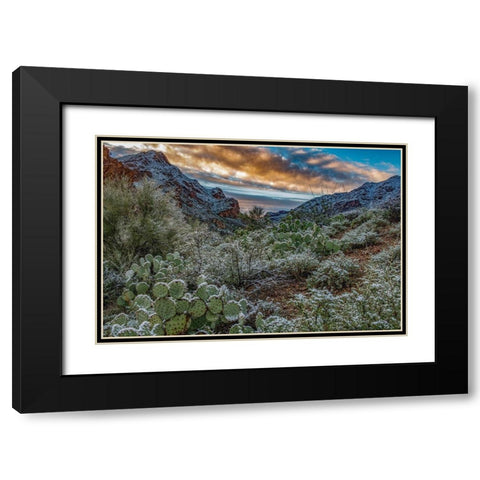 Arizona-Tucson Mountain Park Black Modern Wood Framed Art Print with Double Matting by Hawkins, Peter