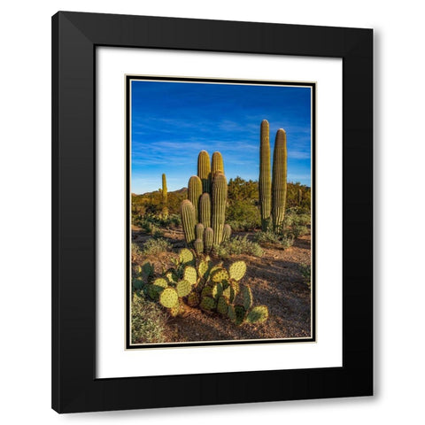 Arizona-Tucson Mountain Park Black Modern Wood Framed Art Print with Double Matting by Hawkins, Peter