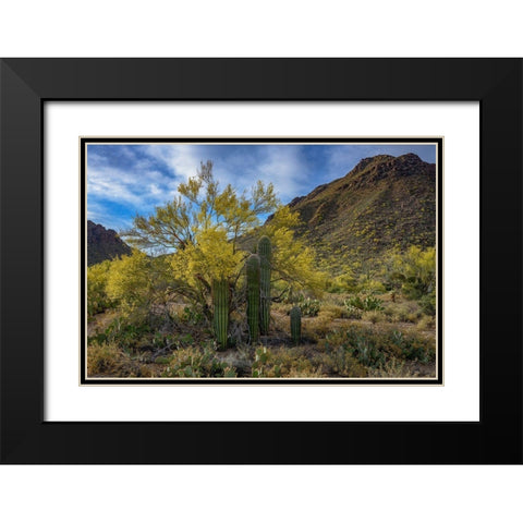 Arizona-Tucson Mountain Park Black Modern Wood Framed Art Print with Double Matting by Hawkins, Peter
