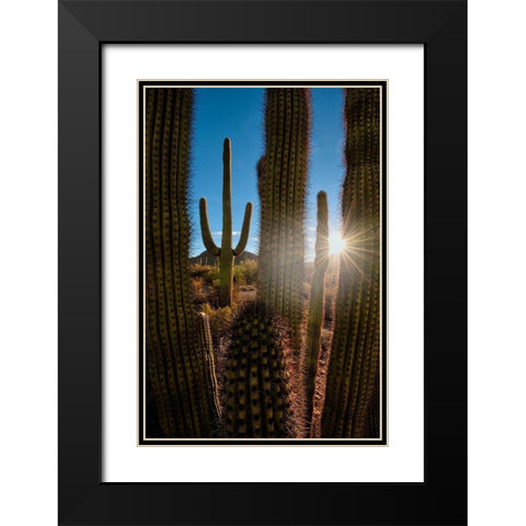 A saguaro cactus creates a window to the desert in Organ Pipe Cactus National Monument Black Modern Wood Framed Art Print with Double Matting by SMO