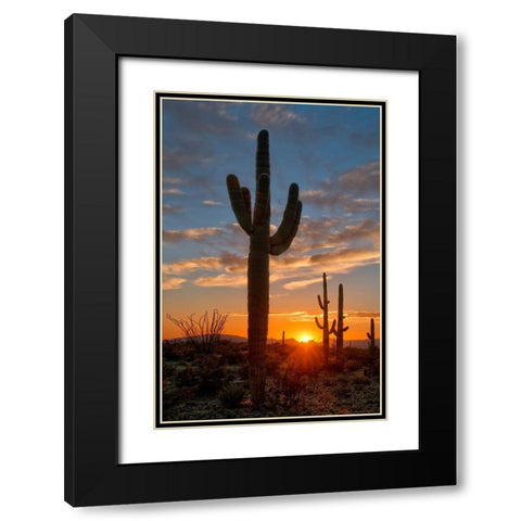 Saguaro cactus in the lower Sonoran desert in southern Arizona Black Modern Wood Framed Art Print with Double Matting by SMO