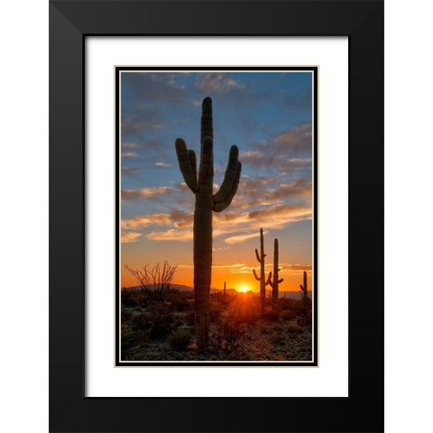 Saguaro cactus in the lower Sonoran desert in southern Arizona Black Modern Wood Framed Art Print with Double Matting by SMO