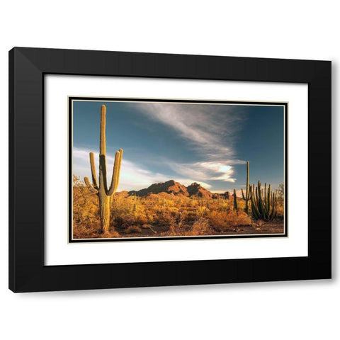 A valley of saguaro cactus in Organ Pipe Cactus National Monument-on the Arizona Mexico border Black Modern Wood Framed Art Print with Double Matting by SMO