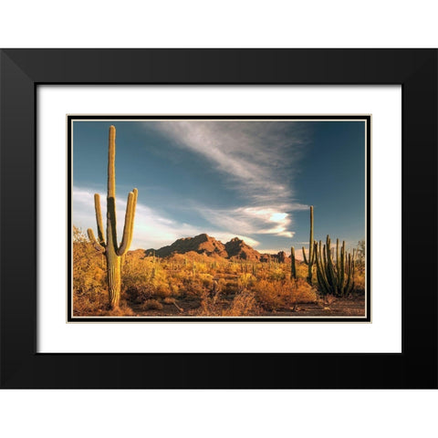 A valley of saguaro cactus in Organ Pipe Cactus National Monument-on the Arizona Mexico border Black Modern Wood Framed Art Print with Double Matting by SMO