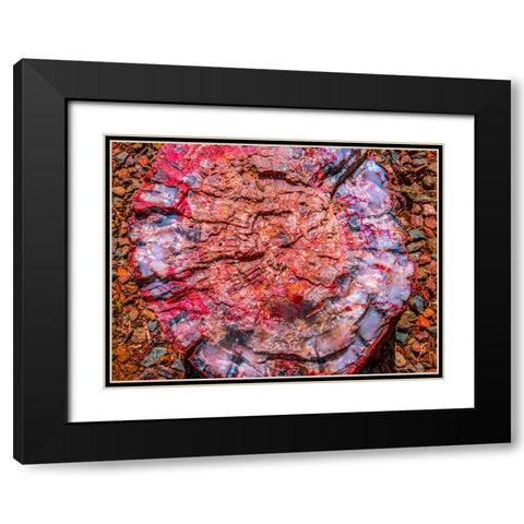 Red-blue-orange petrified wood-Visitor Center-Petrified Forest National Park-Arizona Black Modern Wood Framed Art Print with Double Matting by Perry, William