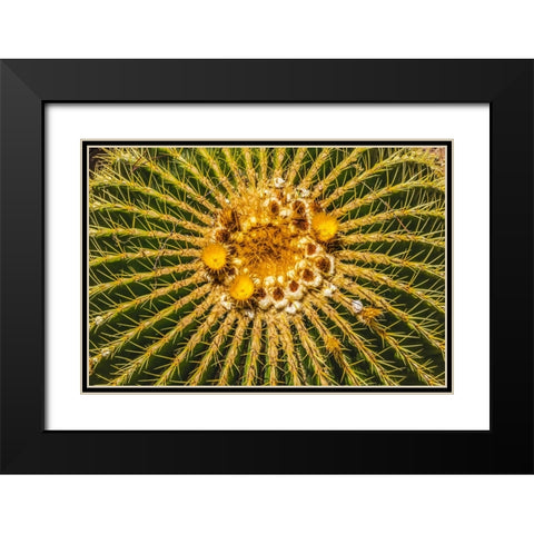 Yellow blossoms of golden barrel cactus blooming- Desert Botanical Garden- Phoenix- Arizona. Black Modern Wood Framed Art Print with Double Matting by Perry, William