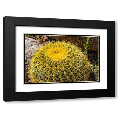 Yellow blossoms of golden barrel cactus blooming- Desert Botanical Garden- Phoenix- Arizona. Black Modern Wood Framed Art Print with Double Matting by Perry, William