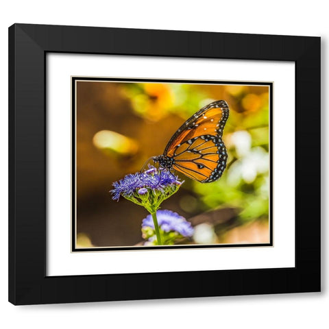 Queen butterfly on blue weed flower. Native to North and South America Black Modern Wood Framed Art Print with Double Matting by Perry, William