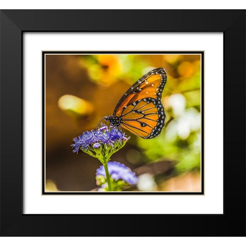 Queen butterfly on blue weed flower. Native to North and South America Black Modern Wood Framed Art Print with Double Matting by Perry, William