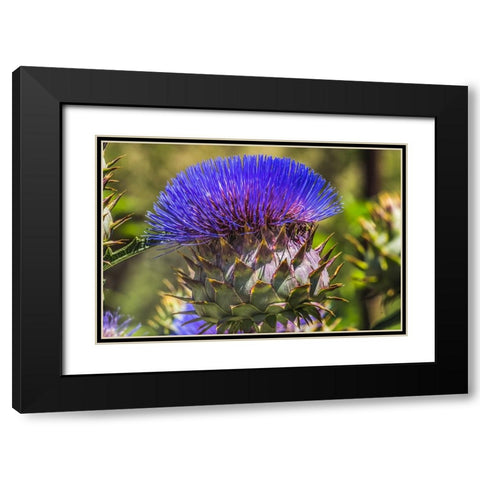 Artichoke thistle blooming- Desert Botanical Garden- Phoenix- Arizona. Black Modern Wood Framed Art Print with Double Matting by Perry, William