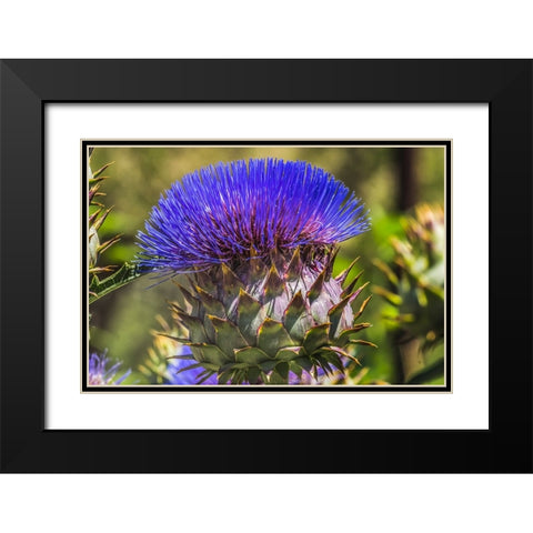 Artichoke thistle blooming- Desert Botanical Garden- Phoenix- Arizona. Black Modern Wood Framed Art Print with Double Matting by Perry, William