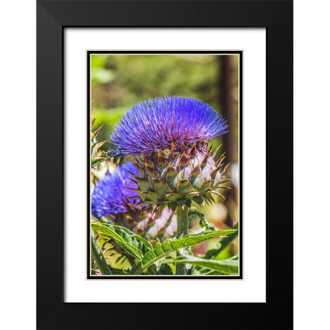 Artichoke thistle blooming bee- Desert Botanical Garden- Phoenix- Arizona. Black Modern Wood Framed Art Print with Double Matting by Perry, William