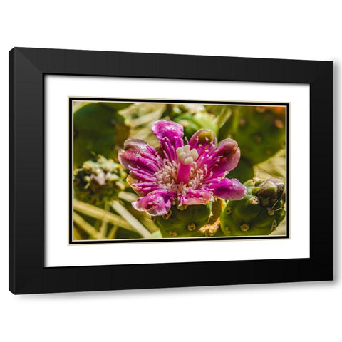Pink blossom chain fruit cholla- Desert Botanical Garden- Phoenix- Arizona. Black Modern Wood Framed Art Print with Double Matting by Perry, William