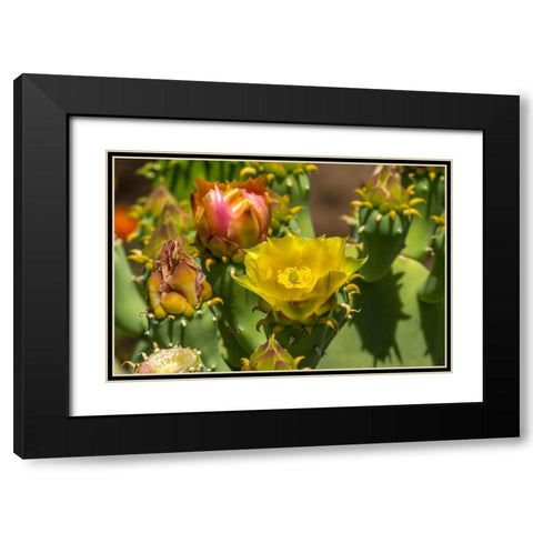 Plains prickly pear cactus blooming- Desert Botanical Garden- Phoenix- Arizona. Black Modern Wood Framed Art Print with Double Matting by Perry, William