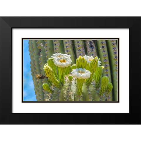 Saguaro cactus blooming- Desert Botanical Garden- Phoenix- Arizona. Black Modern Wood Framed Art Print with Double Matting by Perry, William
