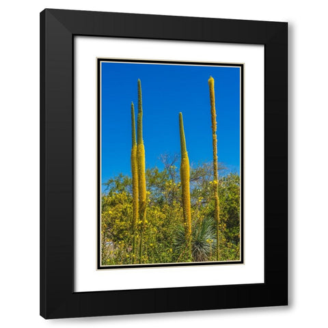 Thread Agaves blooming- Desert Botanical Garden- Phoenix- Arizona. Black Modern Wood Framed Art Print with Double Matting by Perry, William