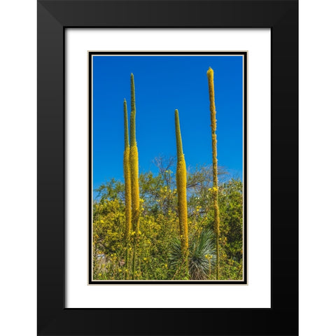 Thread Agaves blooming- Desert Botanical Garden- Phoenix- Arizona. Black Modern Wood Framed Art Print with Double Matting by Perry, William