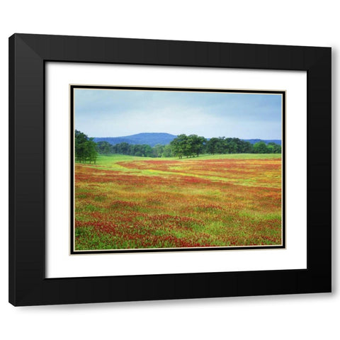 Arkansas Blooming scarlet clover in Boston Mts Black Modern Wood Framed Art Print with Double Matting by Flaherty, Dennis