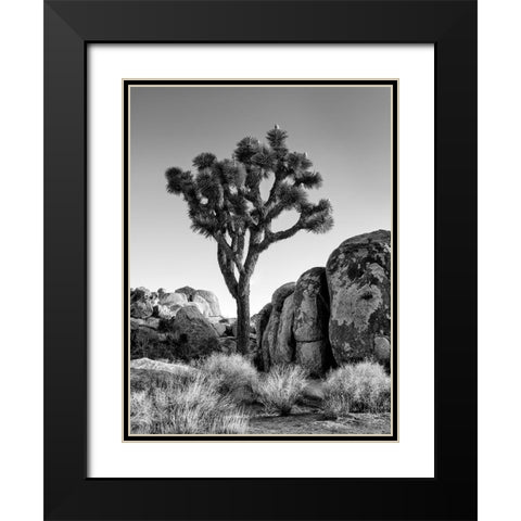 California-Joshua Tree National Park-Joshua tree lit by early morning sun Black Modern Wood Framed Art Print with Double Matting by Collins, Ann