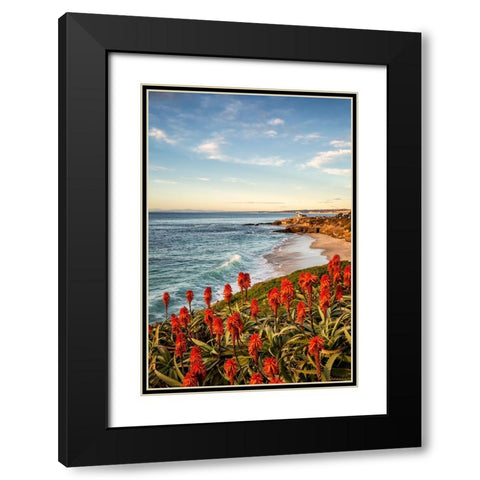 USA-California-La Jolla Blooming aloe and Wipeout Beach Black Modern Wood Framed Art Print with Double Matting by Collins, Ann