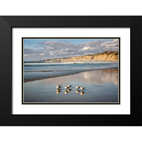 USA-California-La Jolla Royal terns and Scripps Pier at La Jolla Shores Black Modern Wood Framed Art Print with Double Matting by Collins, Ann