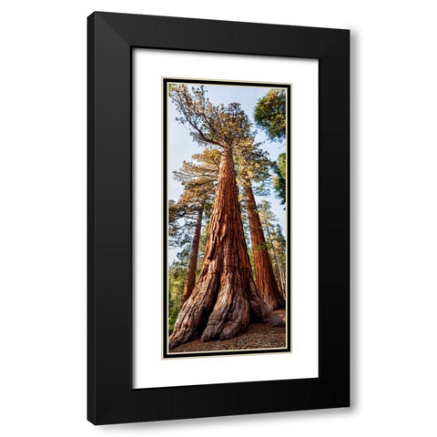 USA-California-Yosemite National Park Giant Sequoia trees in Mariposa Grove Black Modern Wood Framed Art Print with Double Matting by Collins, Ann