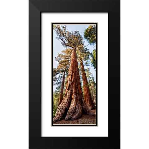 USA-California-Yosemite National Park Giant Sequoia trees in Mariposa Grove Black Modern Wood Framed Art Print with Double Matting by Collins, Ann
