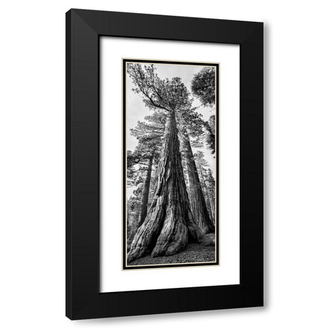 USA-California-Yosemite National Park Giant Sequoia trees in Mariposa Grove Black Modern Wood Framed Art Print with Double Matting by Collins, Ann