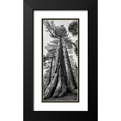 USA-California-Yosemite National Park Giant Sequoia trees in Mariposa Grove Black Modern Wood Framed Art Print with Double Matting by Collins, Ann