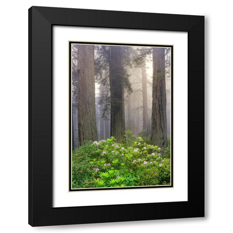 Redwood trees and Pacific Rhododendron in fog-Redwood National Park-California Black Modern Wood Framed Art Print with Double Matting by Jones, Adam