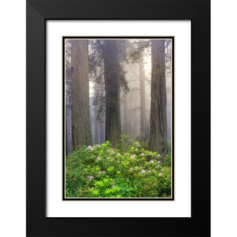 Redwood trees and Pacific Rhododendron in fog-Redwood National Park-California Black Modern Wood Framed Art Print with Double Matting by Jones, Adam