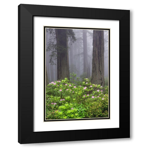 Redwood trees and Pacific Rhododendron in fog-Redwood National Park-California Black Modern Wood Framed Art Print with Double Matting by Jones, Adam