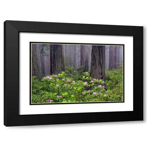 Redwood trees and Pacific Rhododendron in fog-Redwood National Park-California Black Modern Wood Framed Art Print with Double Matting by Jones, Adam