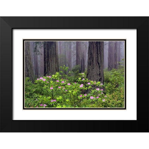 Redwood trees and Pacific Rhododendron in fog-Redwood National Park-California Black Modern Wood Framed Art Print with Double Matting by Jones, Adam