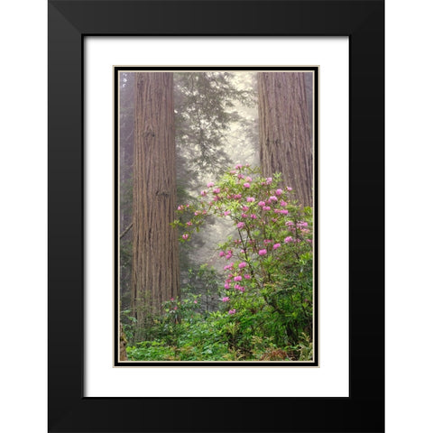 Redwood trees and Pacific Rhododendron in fog-Redwood National Park-California Black Modern Wood Framed Art Print with Double Matting by Jones, Adam