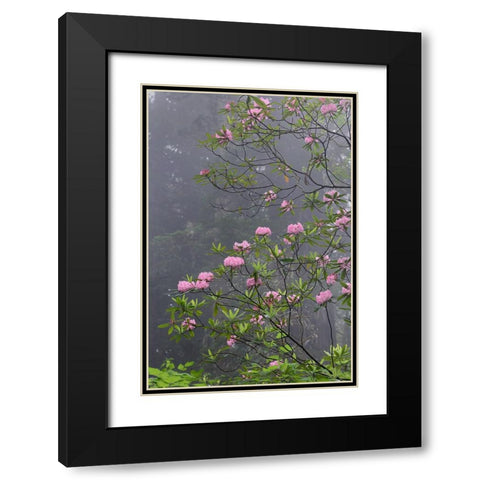 Redwood trees and Pacific Rhododendron in fog-Redwood National Park-California Black Modern Wood Framed Art Print with Double Matting by Jones, Adam