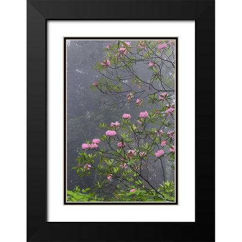Redwood trees and Pacific Rhododendron in fog-Redwood National Park-California Black Modern Wood Framed Art Print with Double Matting by Jones, Adam
